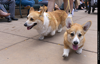  Tour de Corgi 2025 - The Tour