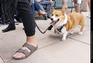  Tour de Corgi 2025 - The Tour