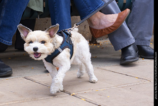  Tour de Corgi 2025 - The Tour