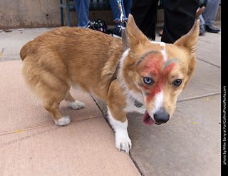  Tour de Corgi 2025 - The Tour