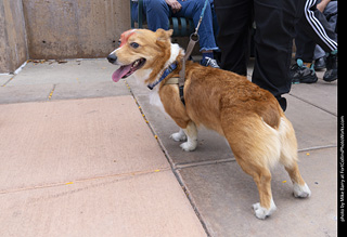  Tour de Corgi 2025 - The Tour