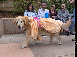  Tour de Corgi 2025 - The Tour