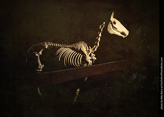 Creepy Walk in the Woods 2025