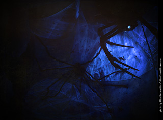 Creepy Walk in the Woods 2025