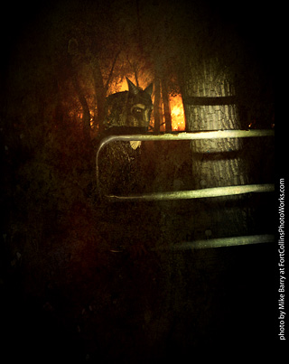 Creepy Walk in the Woods 2025