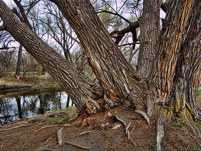 large trees