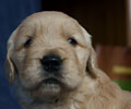 golden retriever puppy