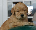 golden retriever puppy