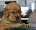 golden retriever puppy