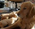 golden retriever puppy