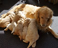 golden retriever puppy
