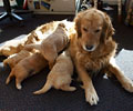 golden retriever puppy