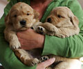 golden retriever puppy