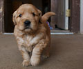 golden retriever puppy