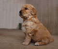 golden retriever puppy