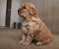 golden retriever puppy