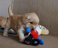 golden retriever puppy