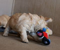 golden retriever puppy