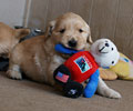 golden retriever puppy