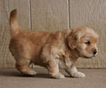 golden retriever puppy