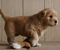 golden retriever puppy