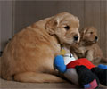 golden retriever puppy