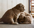 golden retriever puppy