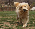 golden retriever