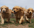 golden retriever