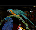 Blue Throat Macaw