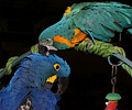 Blue Throat Macaw grooming a Hyacinth Macaw