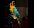 Blue and Gold Macaw