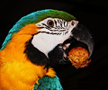 Blue and Gold Macaw
