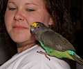 Parrot