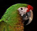 Military Macaw
