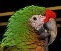 Military Macaw