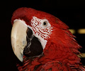 Green Wing Macaw