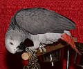 African Grey Parrot