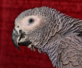African Grey Parrot