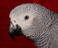 African Grey Parrot