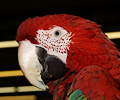 Green Wing Macaw
