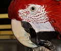 Green Wing Macaw