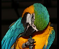 Blue and Gold Macaw