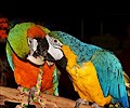 Blue and Gold Macaw and Hybrid Macaw