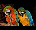 Blue and Gold Macaw and Hybrid Macaw