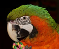 Hybrid Macaw