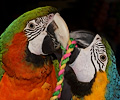 Blue and Gold Macaw and Hybrid Macaw