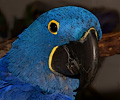 Hyacinth Macaw