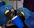 Hyacinth Macaw