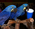 Hyacinth Macaw